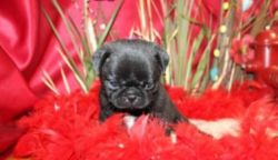 Healthy Male and Female pug puppies