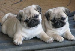 Appealing Pug puppies for sale.