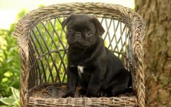 akc pug puppies ready for adoption!!!