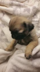 Akc Registered Pug Puppies Ready Now