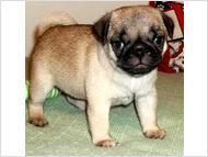Akc & Ckc Pug Puppies. We Are Now