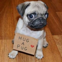 Two cute pug puppies to loving homes