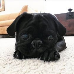 Awesome and charming pug puppies