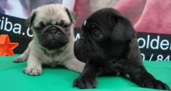 Adorable Pug Pups ready for new home.