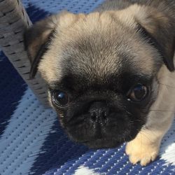 Male And Female Pug Puppies (13 Weeks)