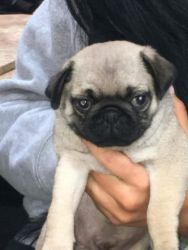 Male Pug Puppy 12 Wks Old