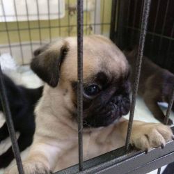 ***top Quality Akc Pug Puppies***