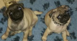 Akc Pugs Puppies Ready Now..