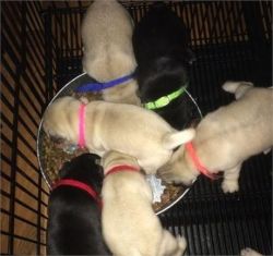 Beautiful Pug Puppies!! Ready Now!!