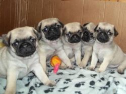 pug puppies now ready