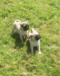 Healthy pug puppies ready now.
