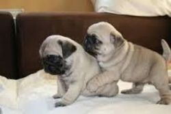 cute male and female pug puppies.