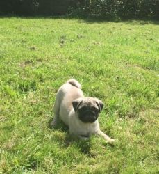 Available Beautiful Pug puppies ready to go