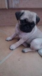 available fawn pug puppies ready now