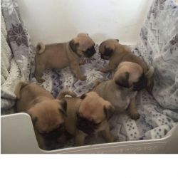 Pug Puppies Kc Reg For Sale