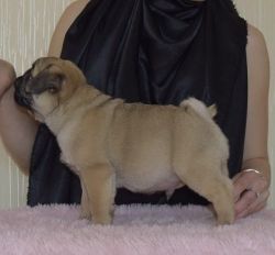 Pug Puppies ready for rehoming