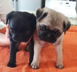 Two Fawn and Black Pug Puppies