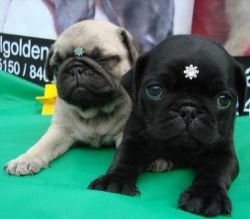 Cute Pugs for adoption