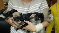 Pug Puppies - Black and Fawn