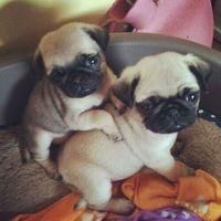 2 pug puppies available