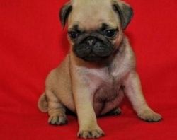 Pug Puppies For Sale Home Raised