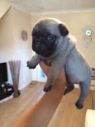 thriving pug puppies for sale.