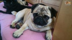pug puppies for lovely homes