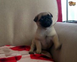 adorable pug puppies ready now