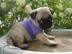 Well Trained Pugs Pupps For Sale Pugs
