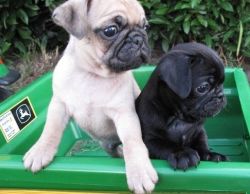 pug puppies for sale.