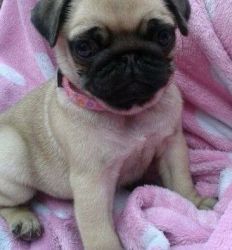 Chunky Fawn Pug Puppies For Sale