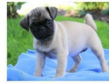 12 week old pug puppies for adoption