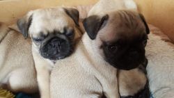 Baby Pug puppies for sale