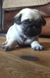 top level pug puppies for lovely homes available