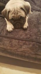 lovely pug puppy available
