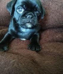 Adorbale Male Female Pug Ready For Sale