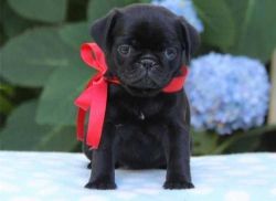 Love Pug puppies for sale