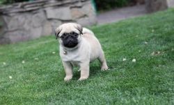 Awesome Pug Puppies For Sale