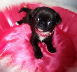 Beautiful Female Black Pug Available Now