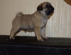 Cute Lovely Pug Puppy