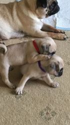 We have two amazing Pug puppies