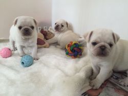 Pugs For Sale **ready To Go Next Weekend**