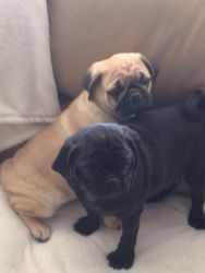 Awesome Pug Puppies available.