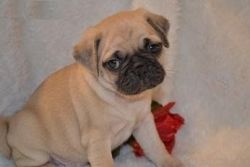 Pug puppies male and female looking a good hom