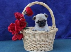 Pug puppies For Sale