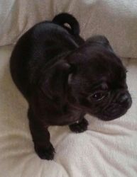 Pug puppies ready to rehome