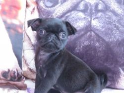 Pugs For Sale **ready To Go**
