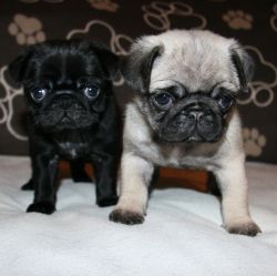 * Kc Registered 2 Gorgeous Pug Puppies Available