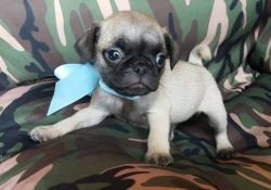 Little half Pug Puppies For Sale