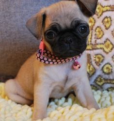 Fawn Pug Pups For Sale